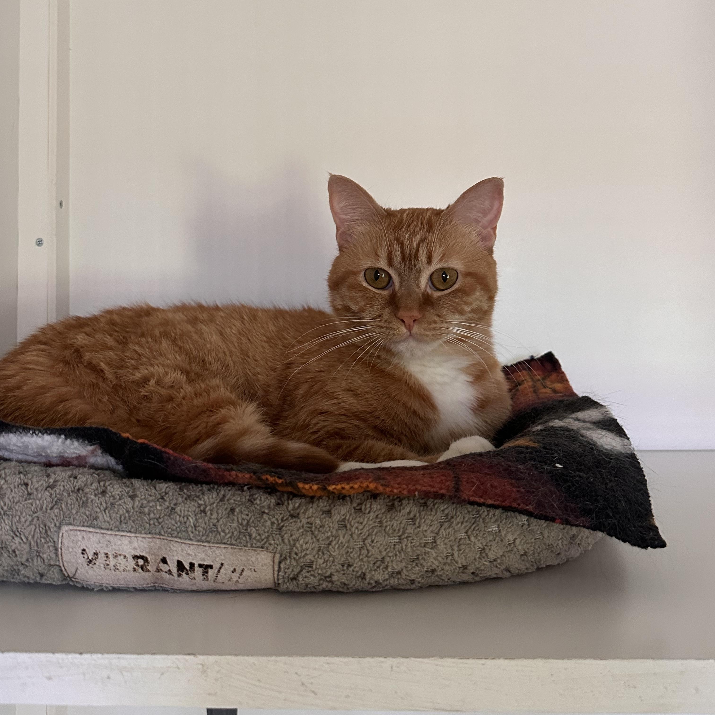 Autumn, a ADOPTABLE Domestic Short Hair in Littleton, NH image 5/6