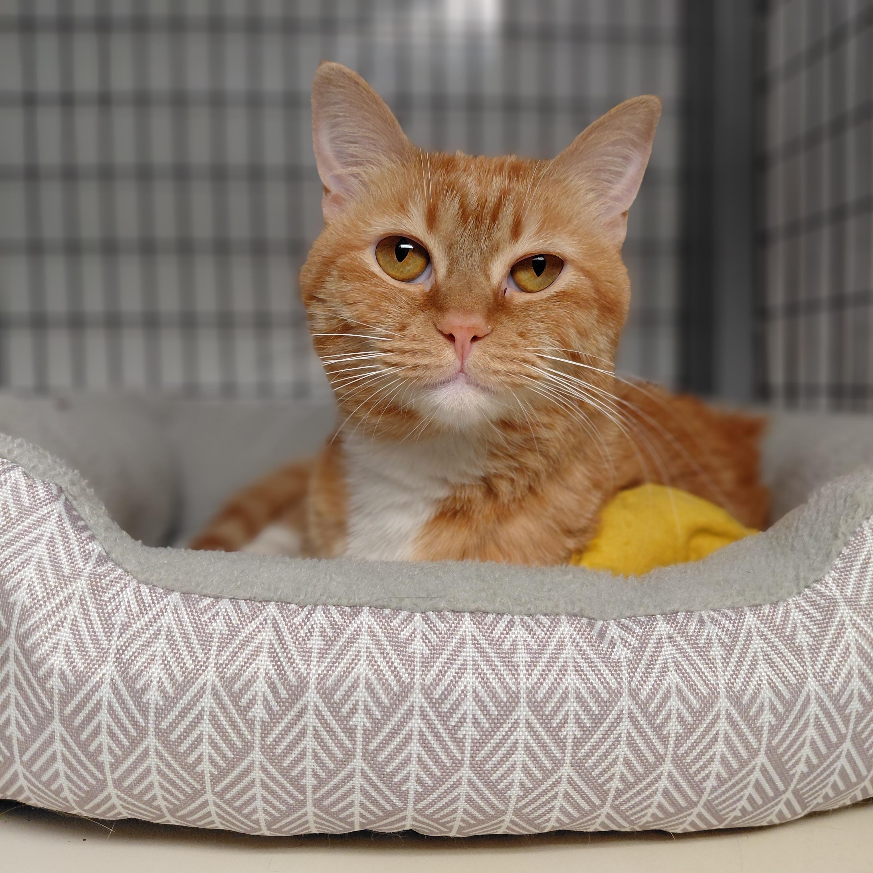 Enlarge Autumn, a ADOPTABLE Domestic Short Hair in Littleton, NH image 1/3