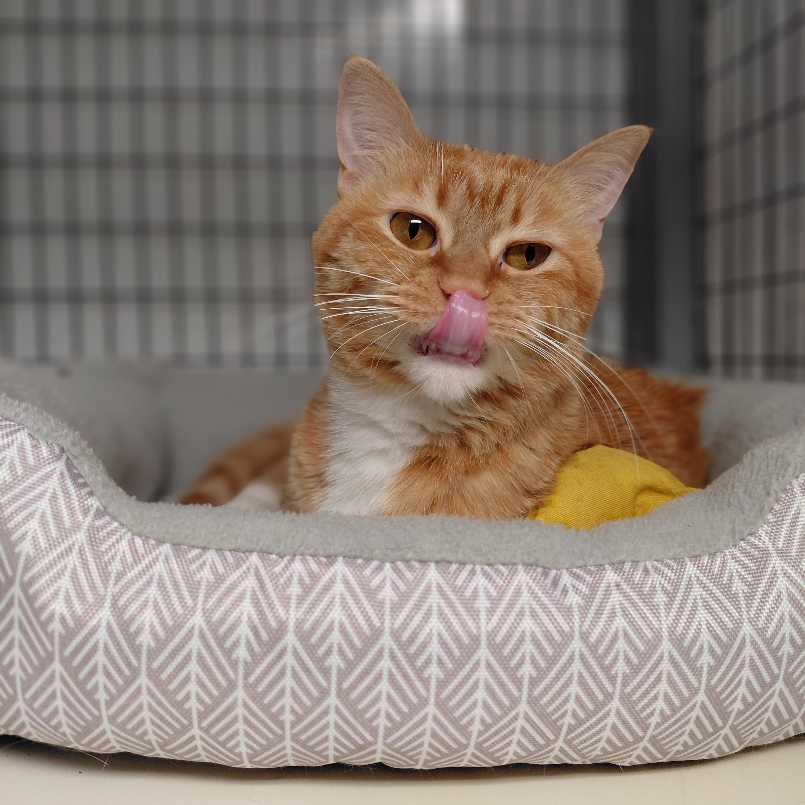 Enlarge Autumn, a ADOPTABLE Domestic Short Hair in Littleton, NH image 2/3