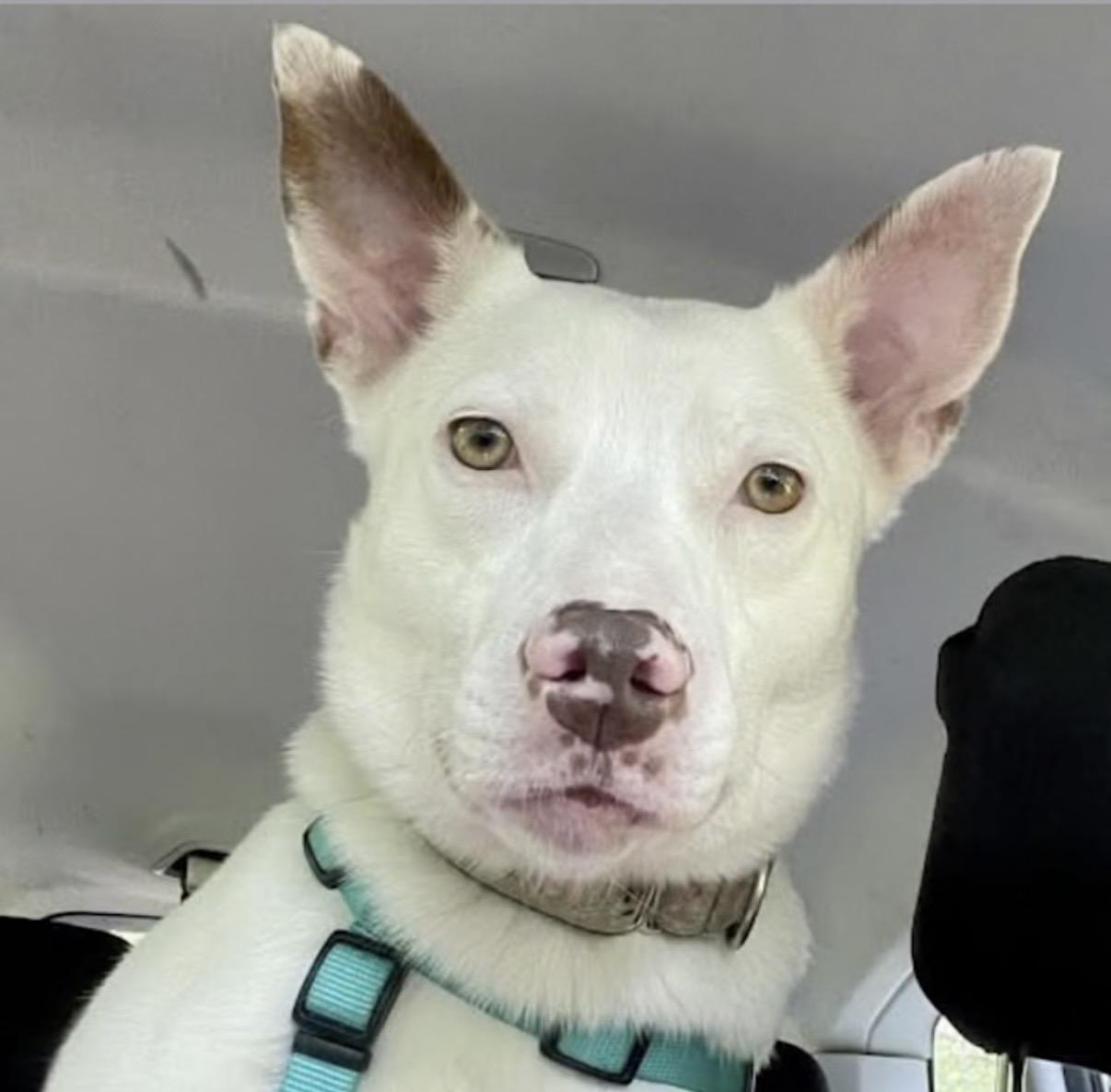 Juniper, Adoptable, Adult Female Pit Bull Terrier & Australian Shepherd.