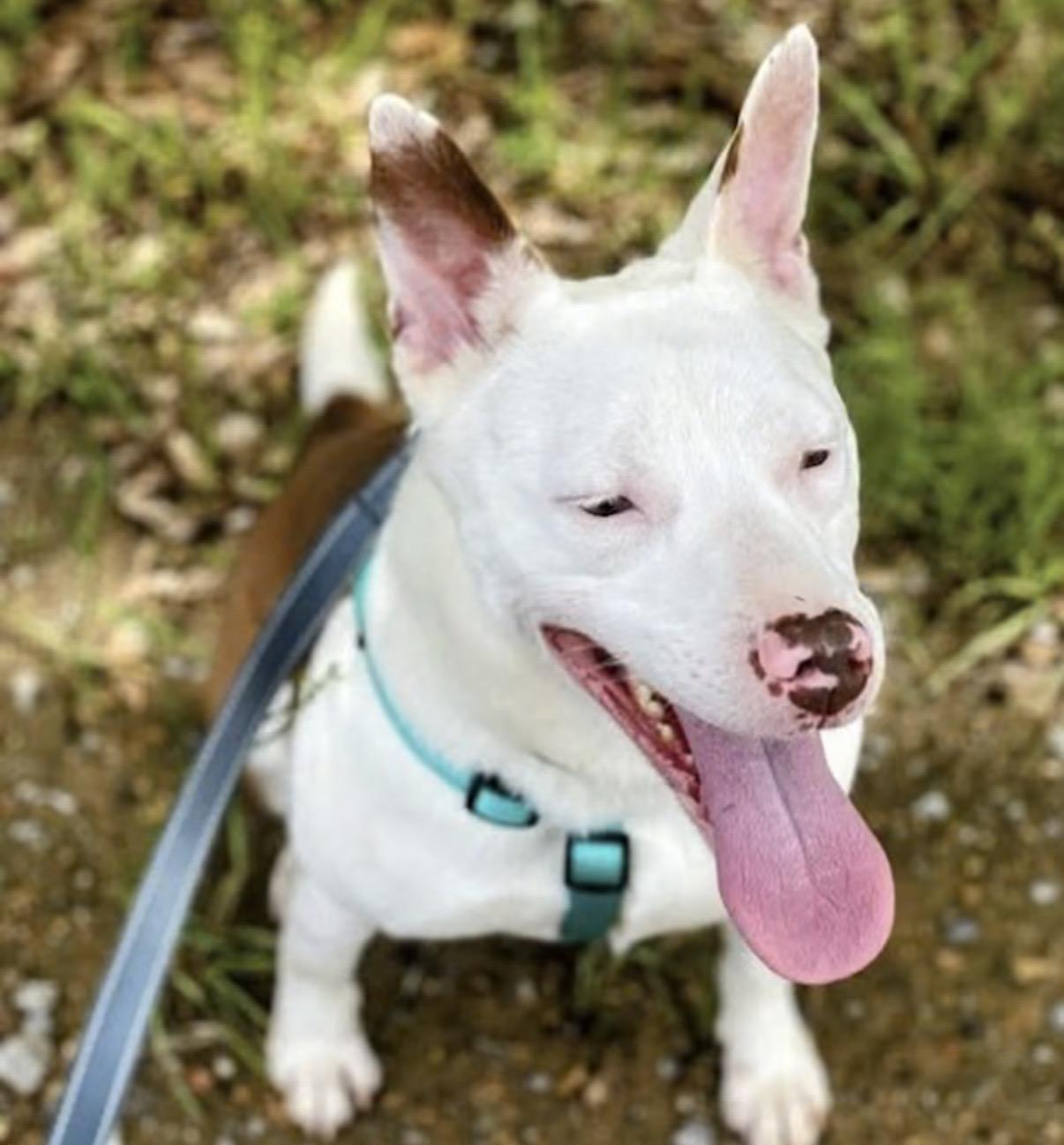 Enlarge Juniper, a Adoptable mixed breed in Watertown, CT image 3/4