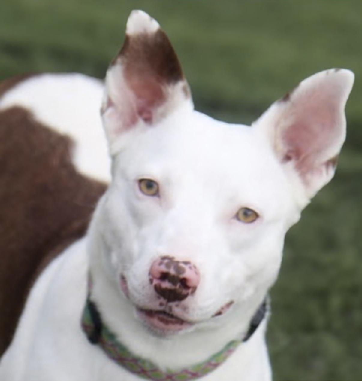 Enlarge Juniper, a Adoptable mixed breed in Watertown, CT image 2/4