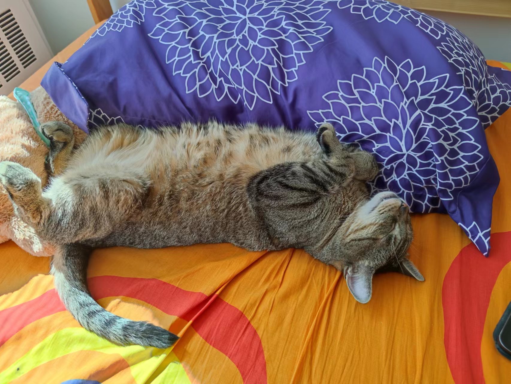 Prince, Adoptable, Adult Male Domestic Short Hair.