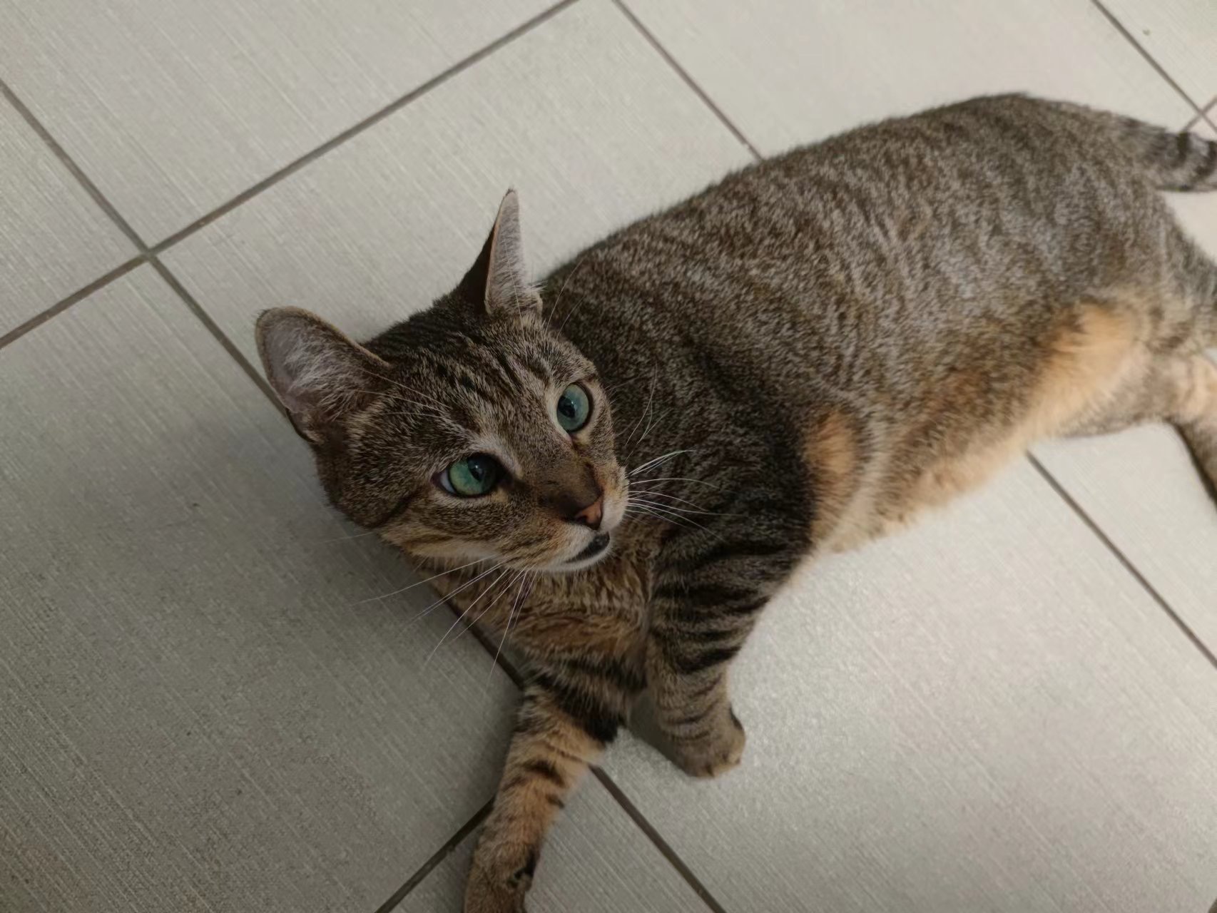 Enlarge Prince, a Adoptable Domestic Short Hair in New York, NY image 2/5