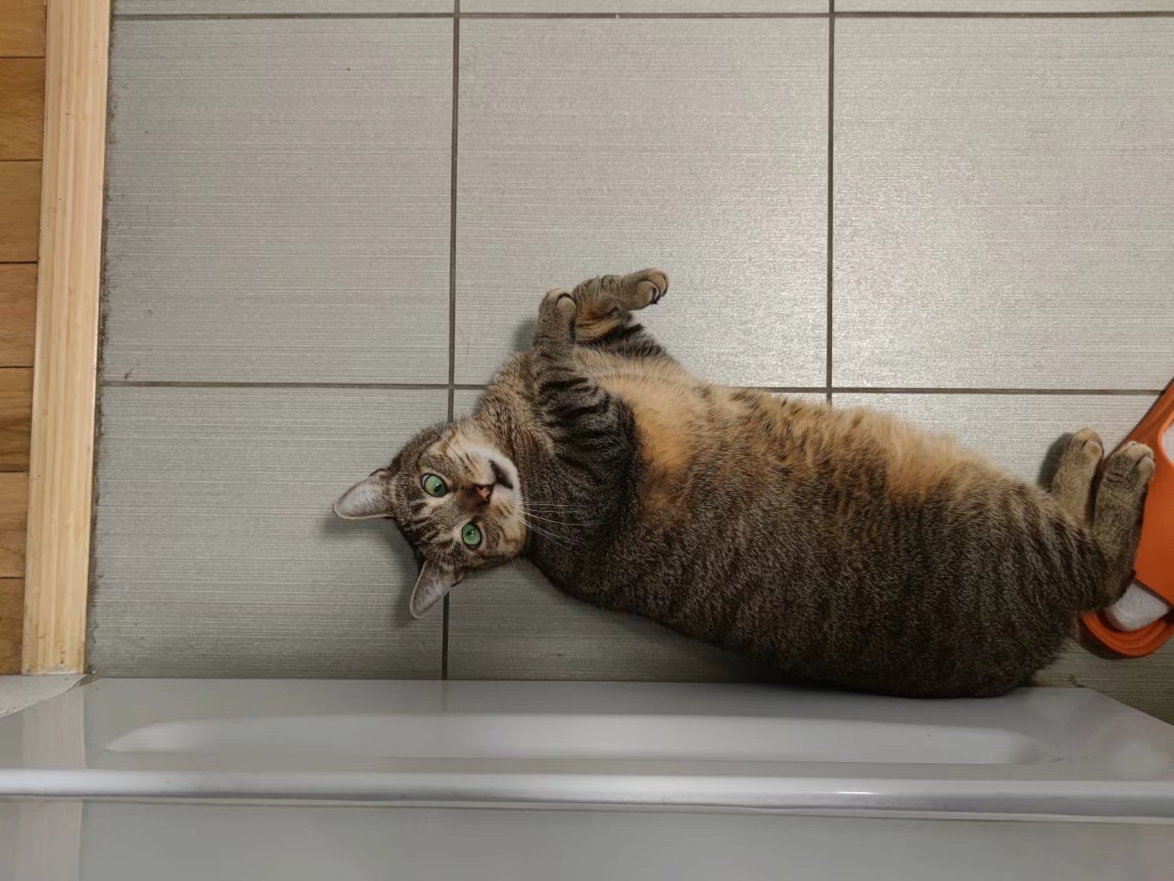 Enlarge Prince, a Adoptable Domestic Short Hair in New York, NY image 3/5
