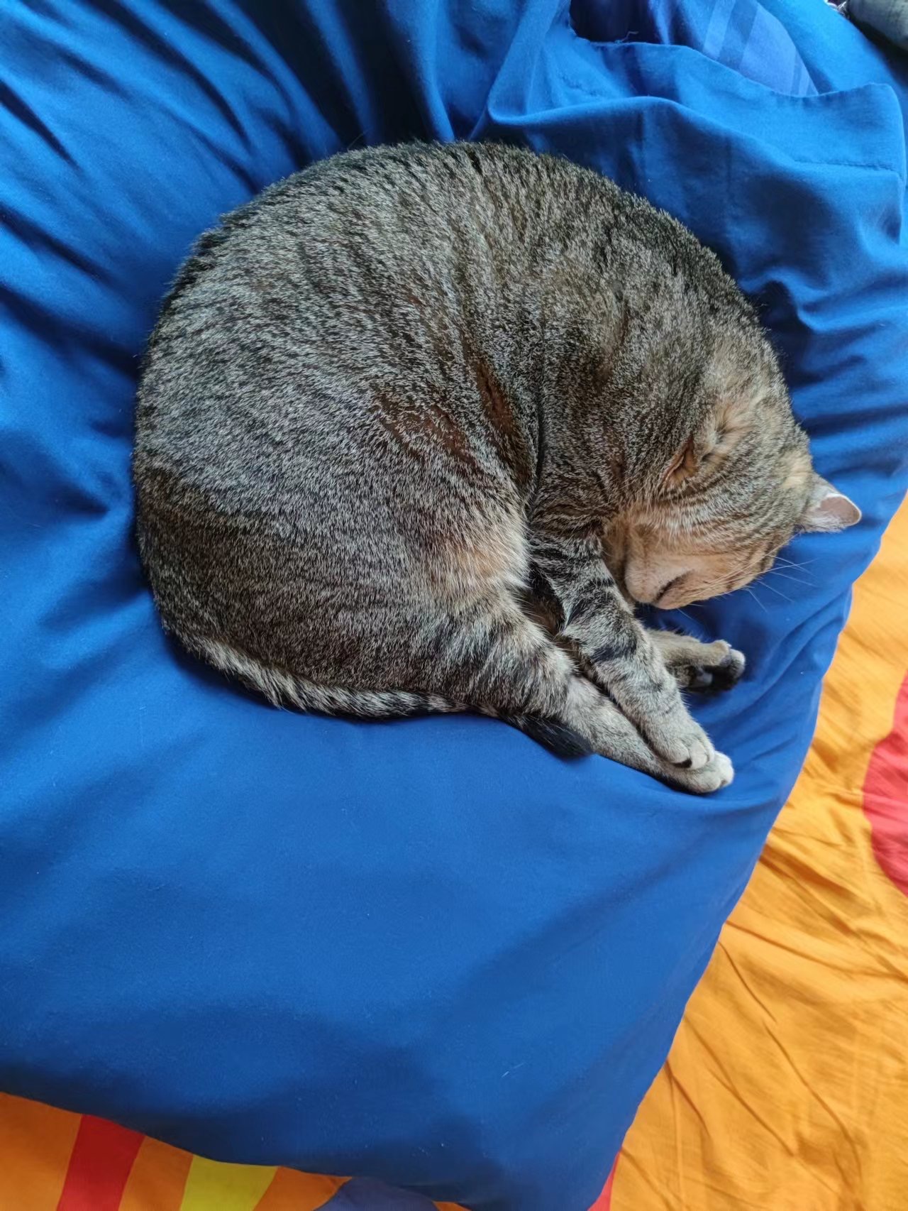Enlarge Prince, a Adoptable Domestic Short Hair in New York, NY image 5/5