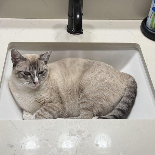 Phyllis "Philly", Adoptable, Young Female Domestic Short Hair & Siamese.