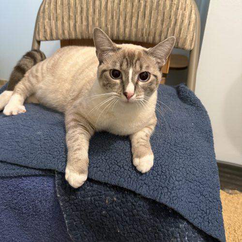 Enlarge Phyllis "Philly", a Adoptable mixed breed in Vashon Island, WA image 2/5