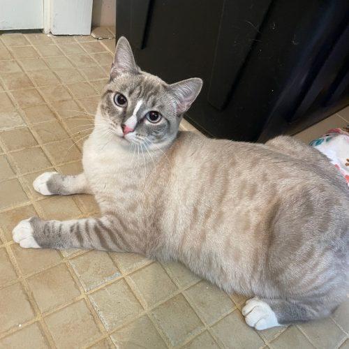 Enlarge Phyllis "Philly", a Adoptable mixed breed in Vashon Island, WA image 3/5