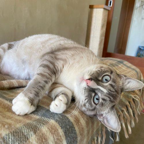 Enlarge Phyllis "Philly", a Adoptable mixed breed in Vashon Island, WA image 4/5