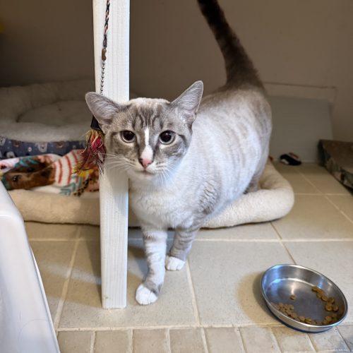 Enlarge Phyllis "Philly", a Adoptable mixed breed in Vashon Island, WA image 5/5