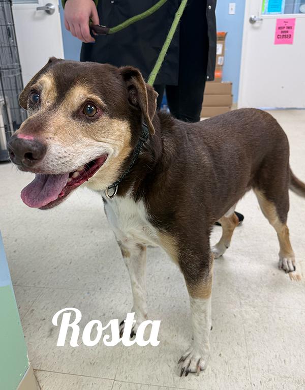 Enlarge Rosta, an adopted Mixed Breed in Manistee, MI image 1/1