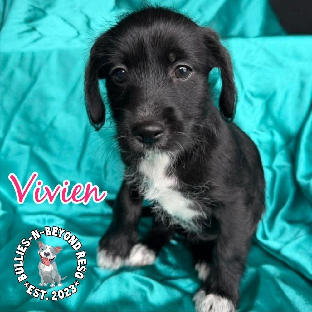 Enlarge Hollywood Litter: Vivien, a Adoptable mixed breed in Omaha, NE image 2/6