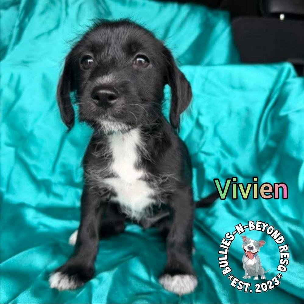 Enlarge Hollywood Litter: Vivien, a Adoptable mixed breed in Omaha, NE image 4/6