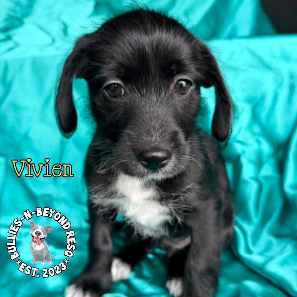 Enlarge Hollywood Litter: Vivien, a Adoptable mixed breed in Omaha, NE image 5/6