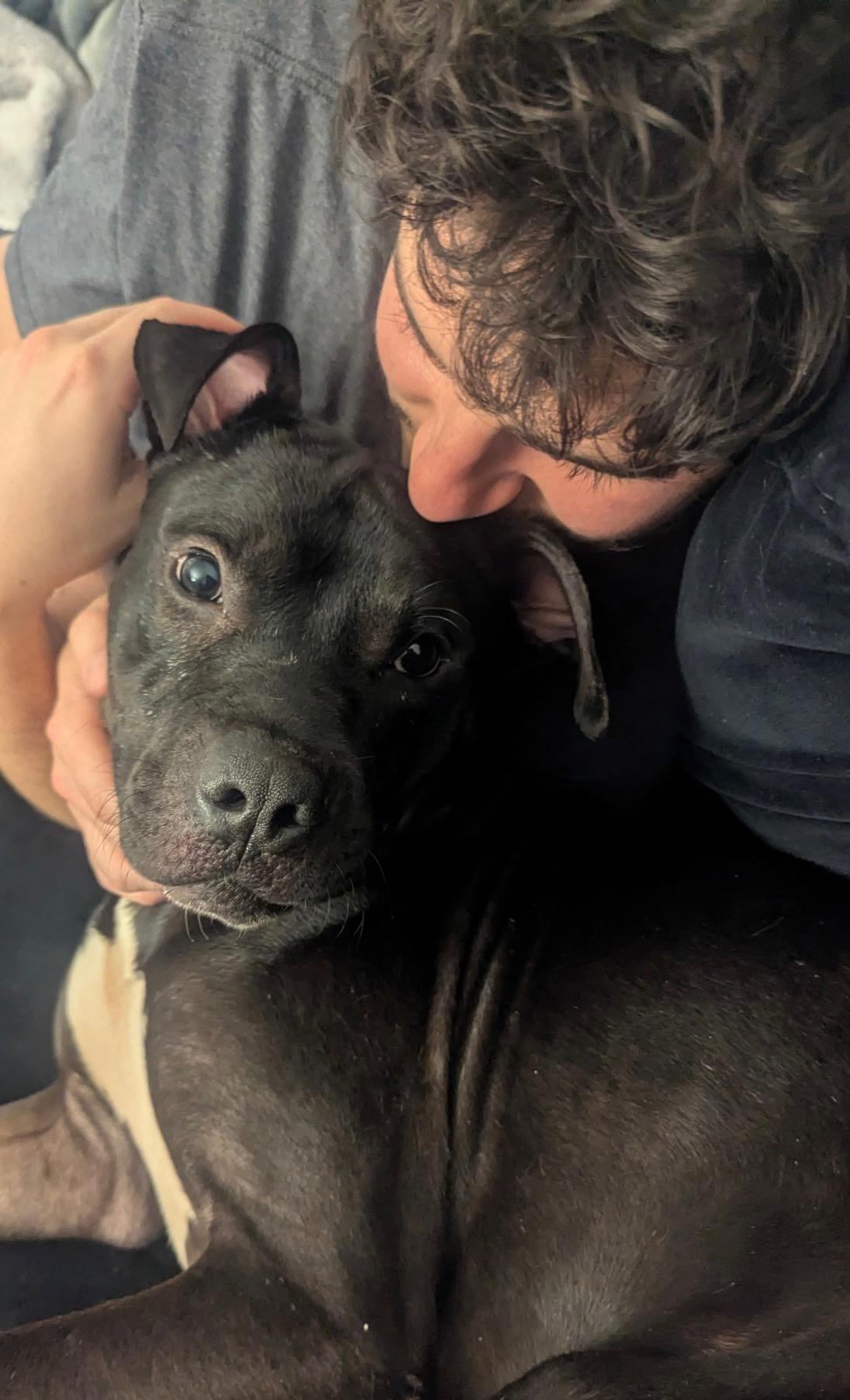 Enlarge Blue, a Adoptable mixed breed in Farmingdale, NY image 4/6