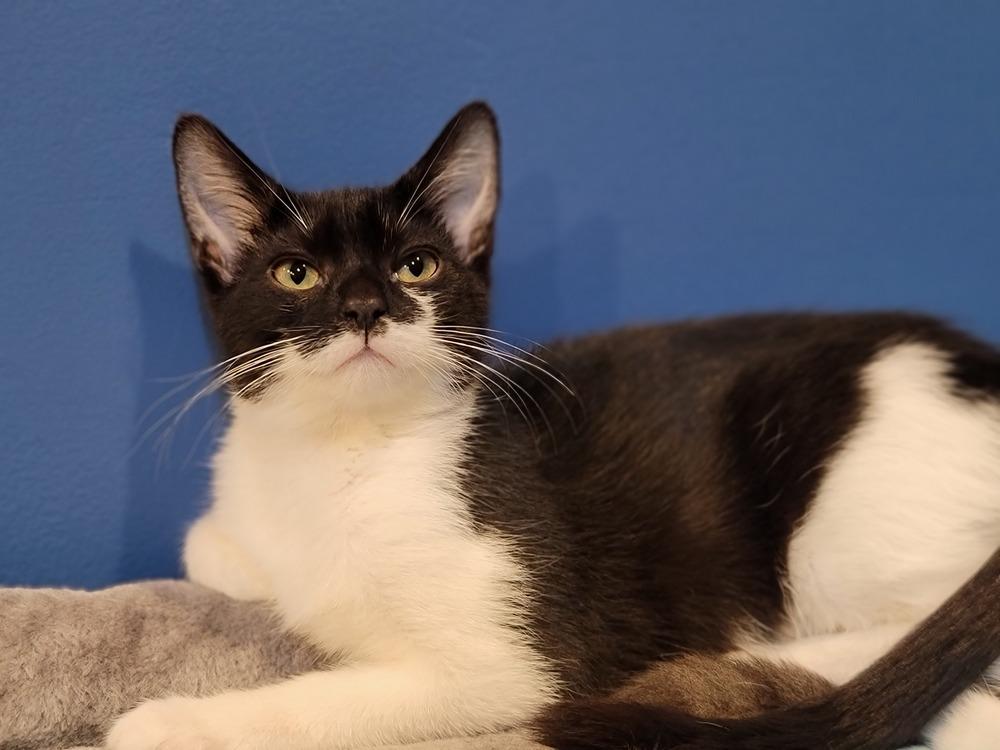 Shiva, Adoptable, Kitten Female Domestic Short Hair.