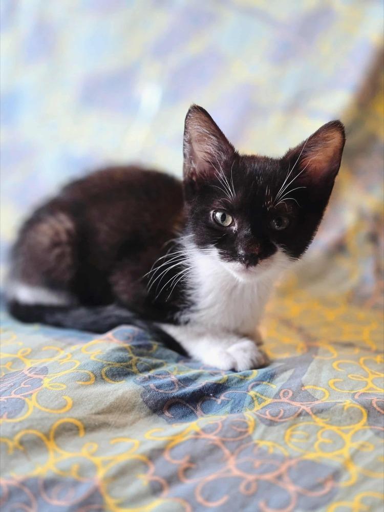 Enlarge Shiva, a Adoptable Domestic Short Hair in Homer Glen, IL image 2/6