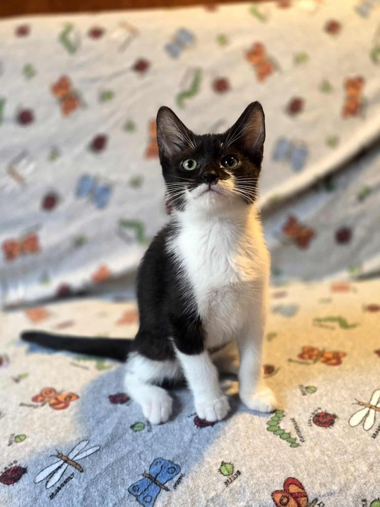 Enlarge Shiva, a Adoptable Domestic Short Hair in Homer Glen, IL image 3/6