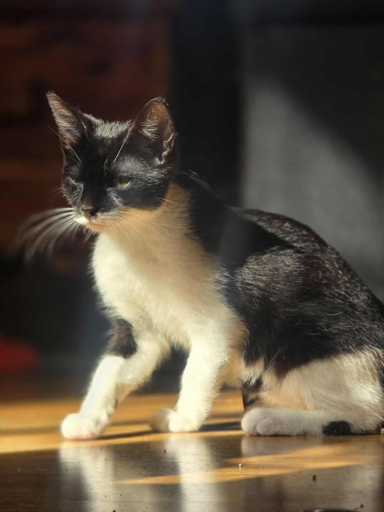 Enlarge Shiva, a Adoptable Domestic Short Hair in Homer Glen, IL image 4/6