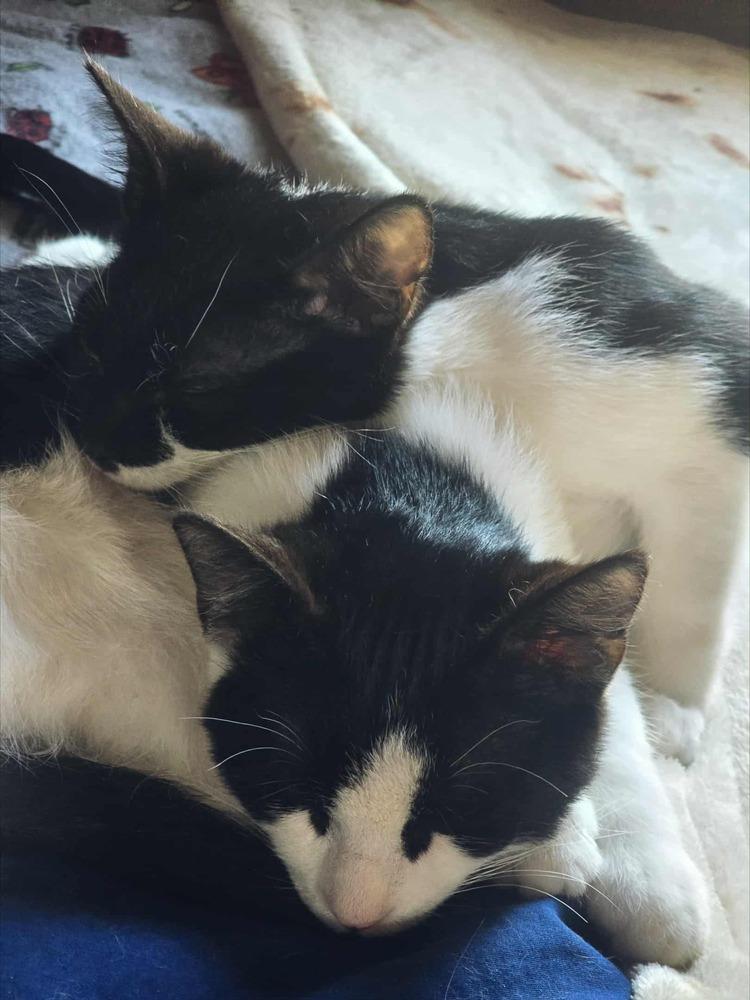 Enlarge Shiva, a Adoptable Domestic Short Hair in Homer Glen, IL image 5/6