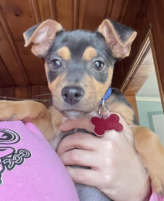 Pierogi, a Adopted mixed breed in Blackwood, NJ image 2/3