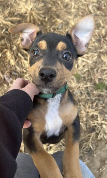 Pierogi, a Adopted mixed breed in Blackwood, NJ image 3/3