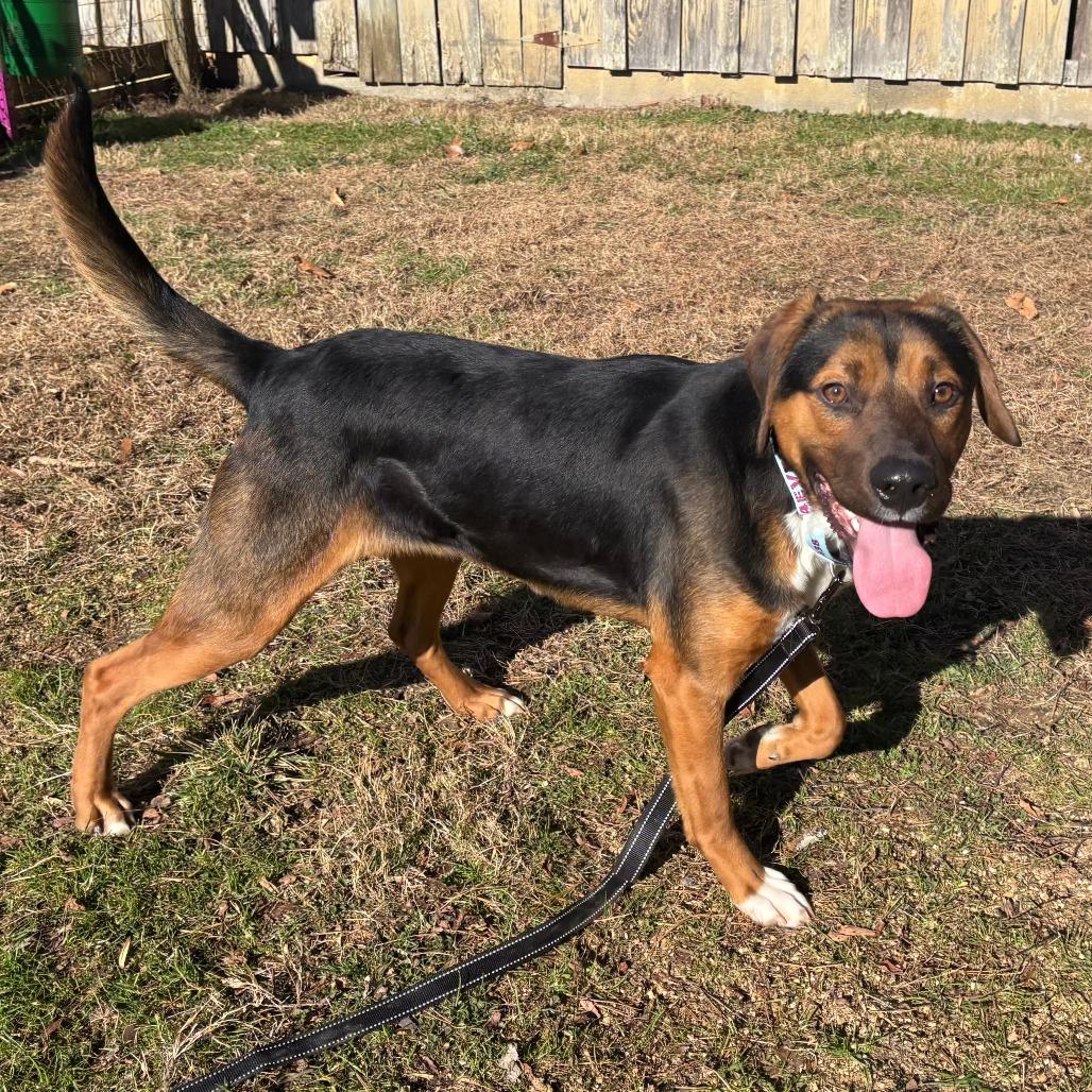Enlarge Kendrick, a Adoptable Mixed Breed in Mebane, NC image 1/4