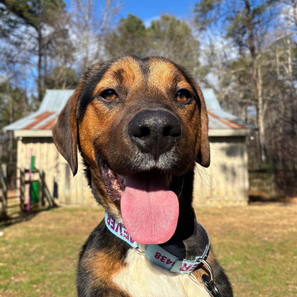 Enlarge Kendrick, a Adoptable Mixed Breed in Mebane, NC image 2/4