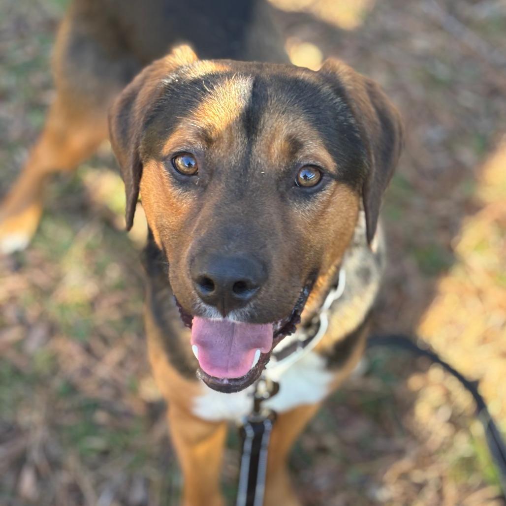 Enlarge Kendrick, a Adoptable Mixed Breed in Mebane, NC image 4/4