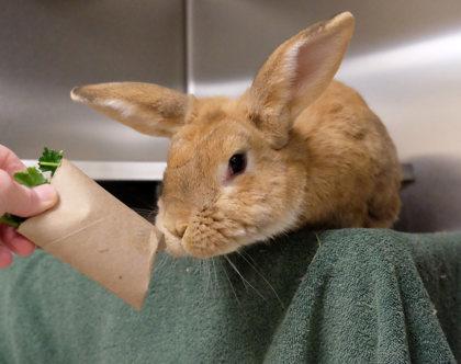 Enlarge Pythagoras, a Adoptable New Zealand in Ann Arbor, MI image 1/3