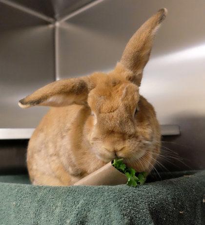 Enlarge Pythagoras, a Adoptable New Zealand in Ann Arbor, MI image 2/3