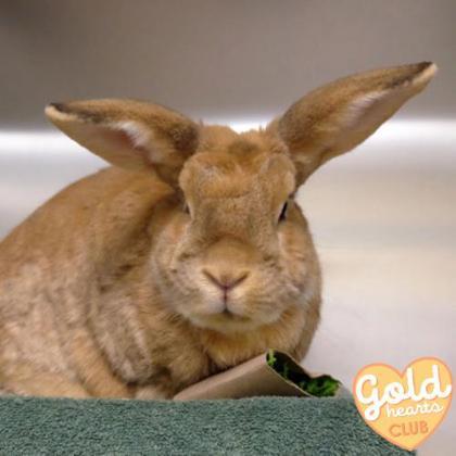 Enlarge Pythagoras, a Adoptable New Zealand in Ann Arbor, MI image 3/3