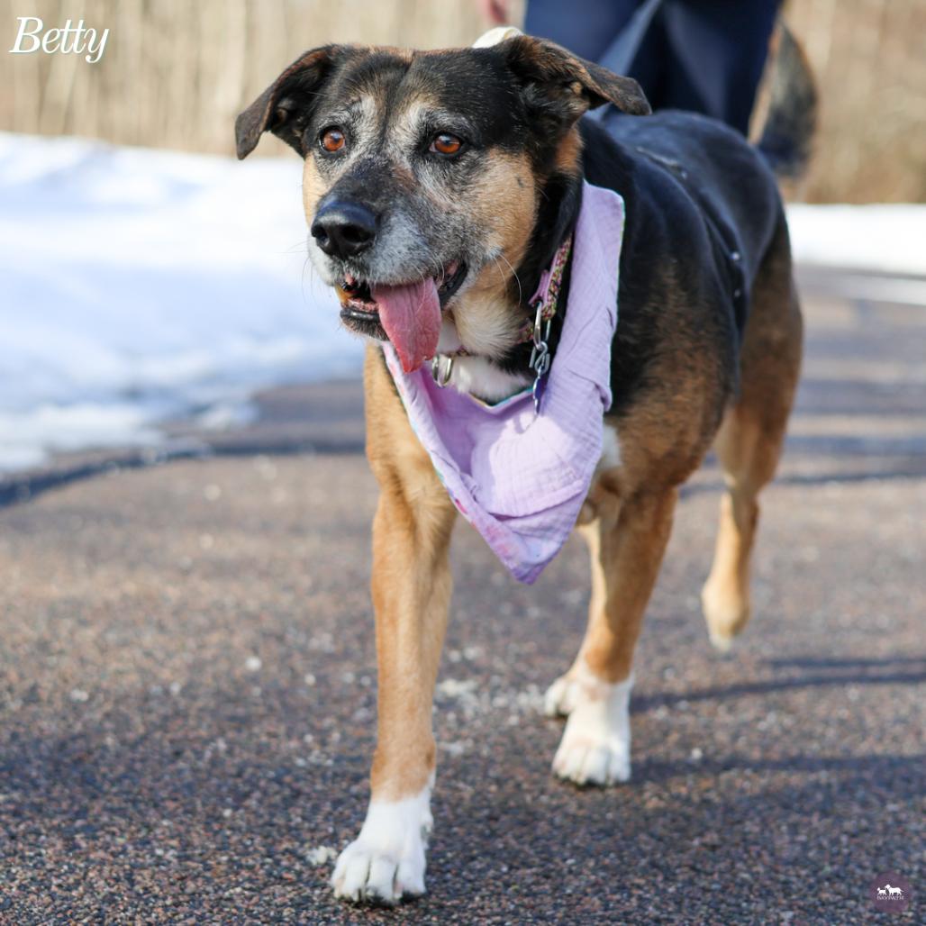 Betty, Adoptable, Senior Female Mixed Breed.