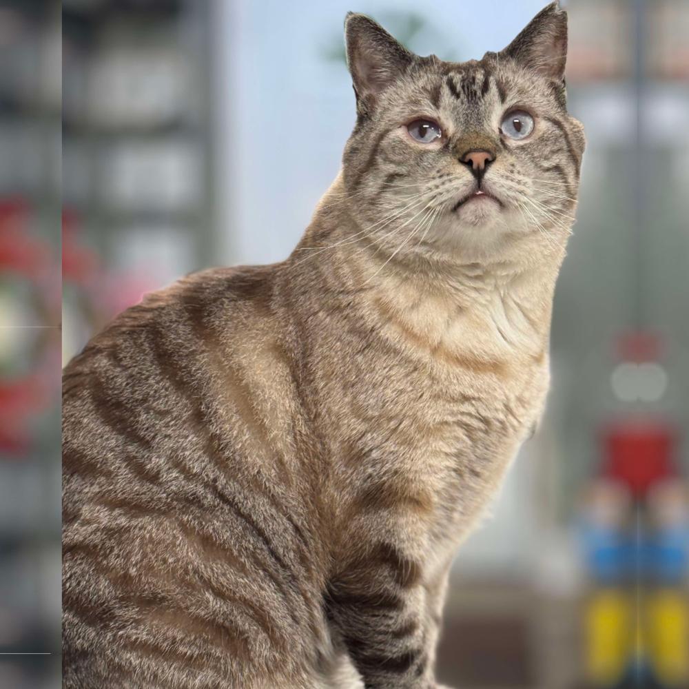 Enlarge Condor Church, a Adoptable mixed breed in Mount Laurel, NJ image 1/5