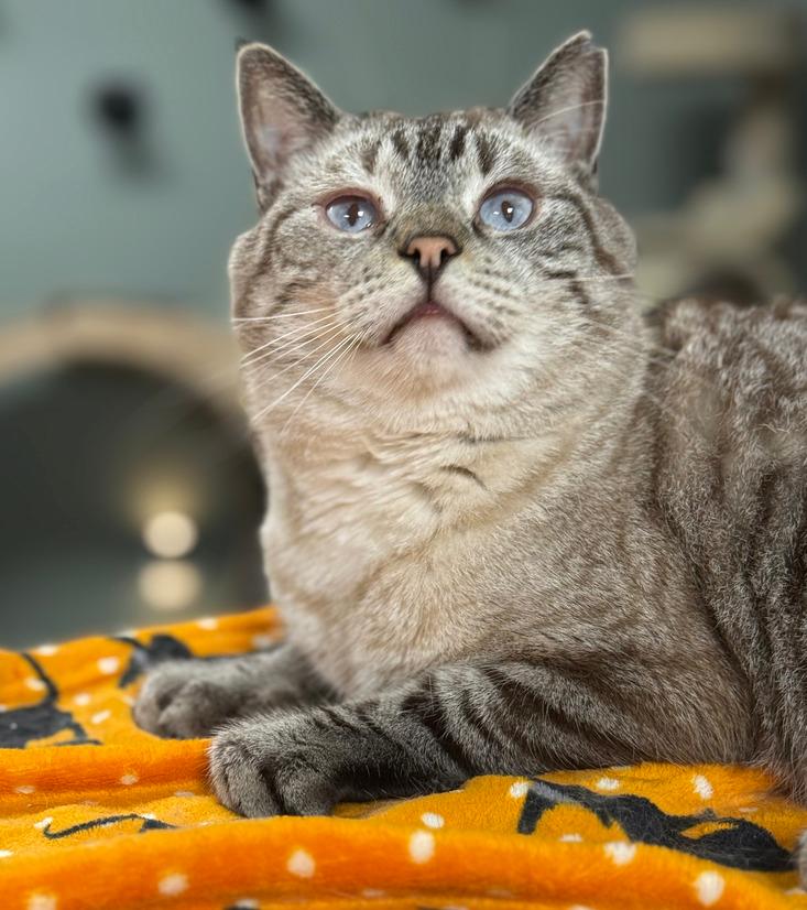 Enlarge Condor Church, a Adoptable mixed breed in Mount Laurel, NJ image 4/5