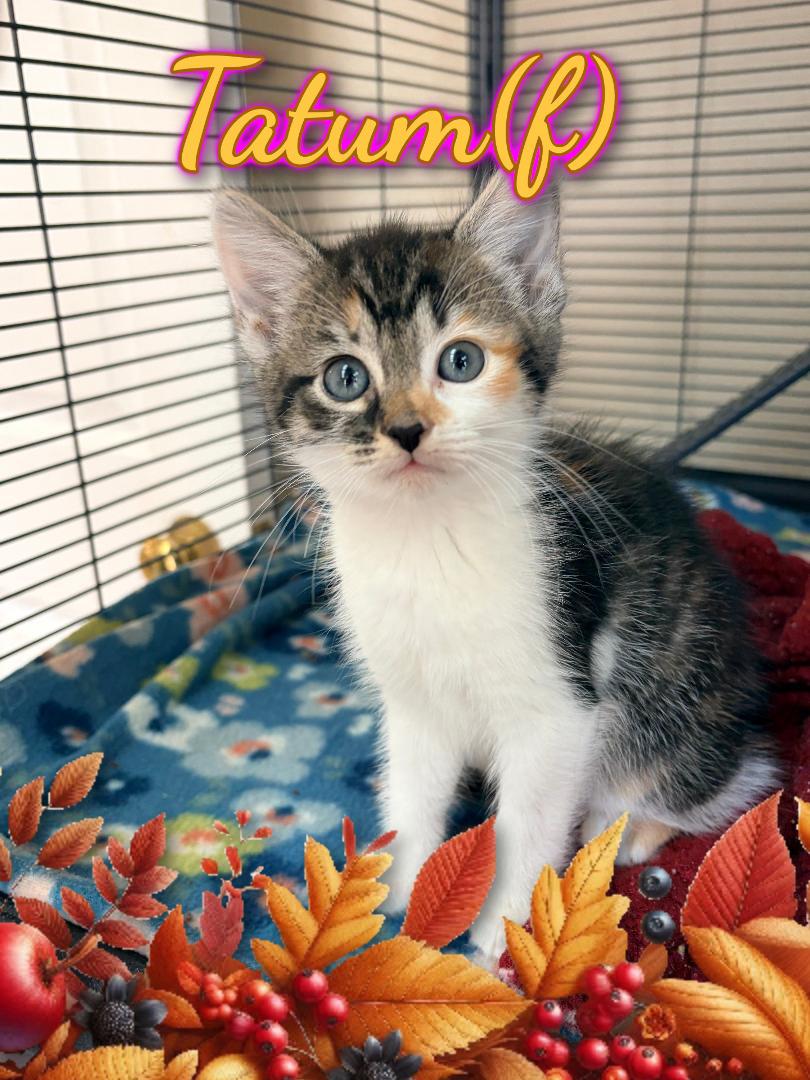 Enlarge Tatum, a ADOPTABLE Domestic Short Hair in Corinth, NY image 1/1