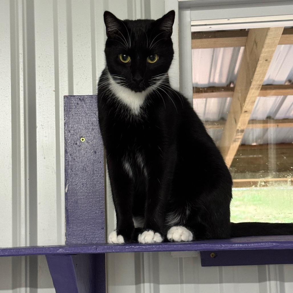 Enlarge George aka Georgie, a Adoptable Domestic Medium Hair in Blairsville, GA image 1/6