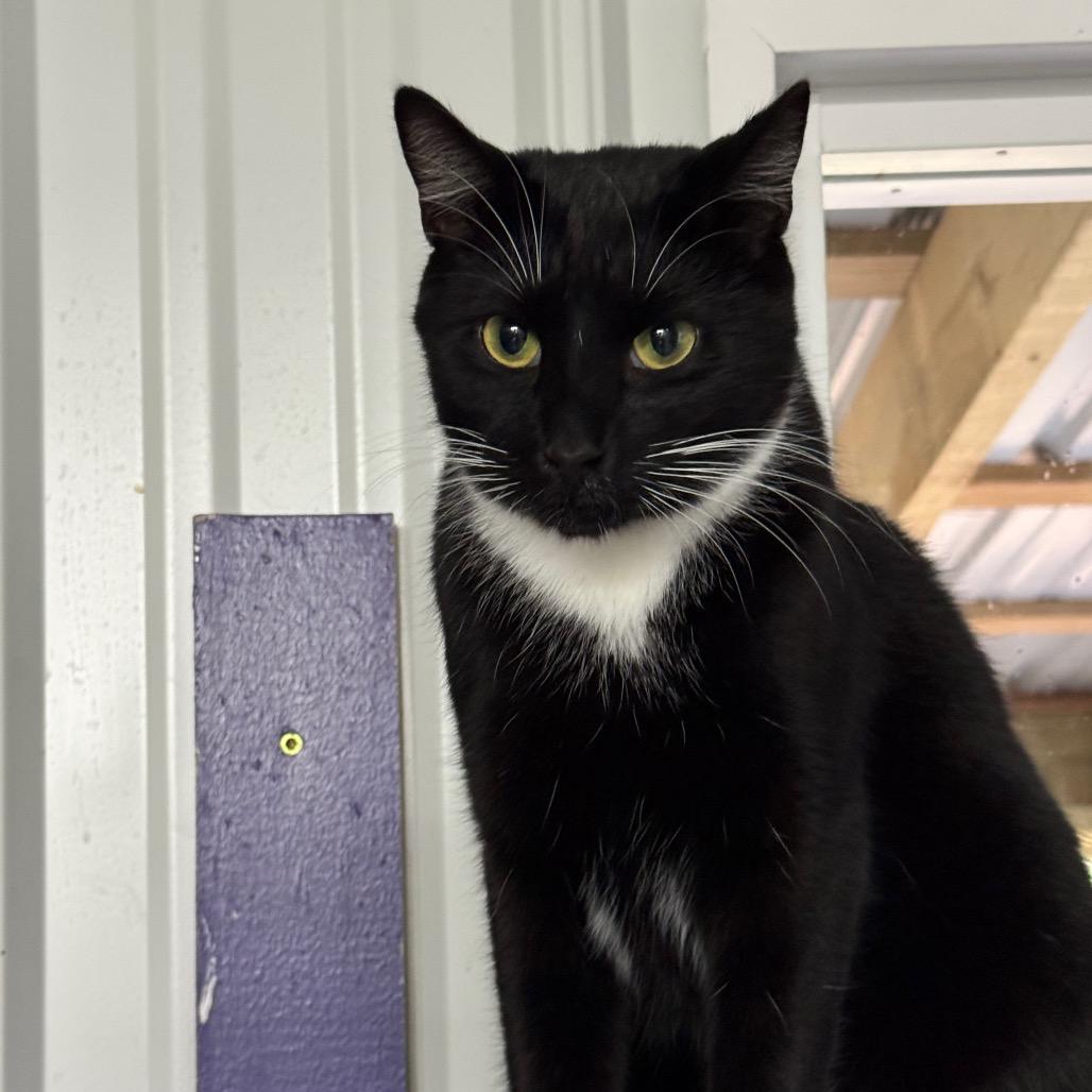 Enlarge George aka Georgie, a Adoptable Domestic Medium Hair in Blairsville, GA image 2/6