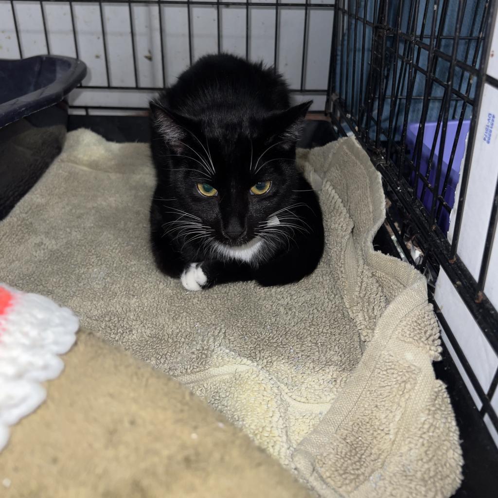 Enlarge George aka Georgie, a Adoptable Domestic Medium Hair in Blairsville, GA image 3/6