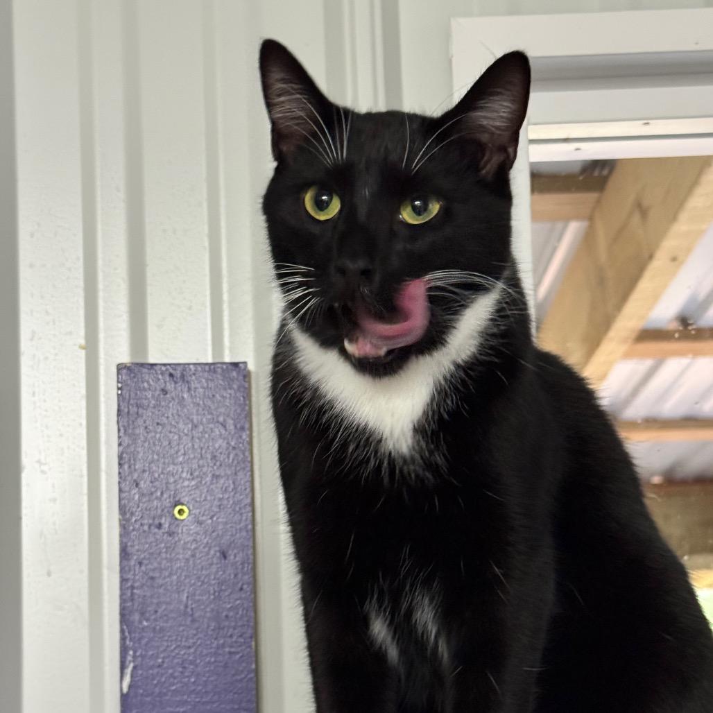 Enlarge George aka Georgie, a Adoptable Domestic Medium Hair in Blairsville, GA image 4/6