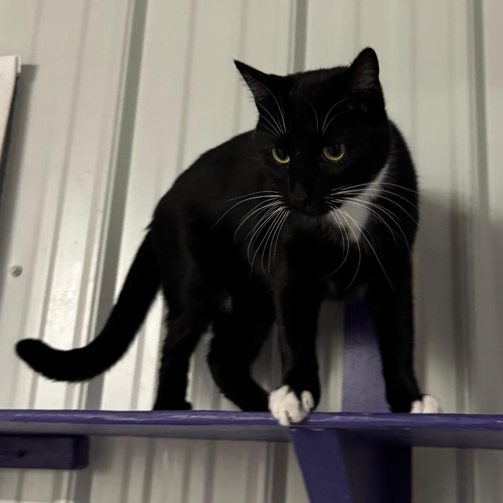 Enlarge George aka Georgie, a Adoptable Domestic Medium Hair in Blairsville, GA image 5/6