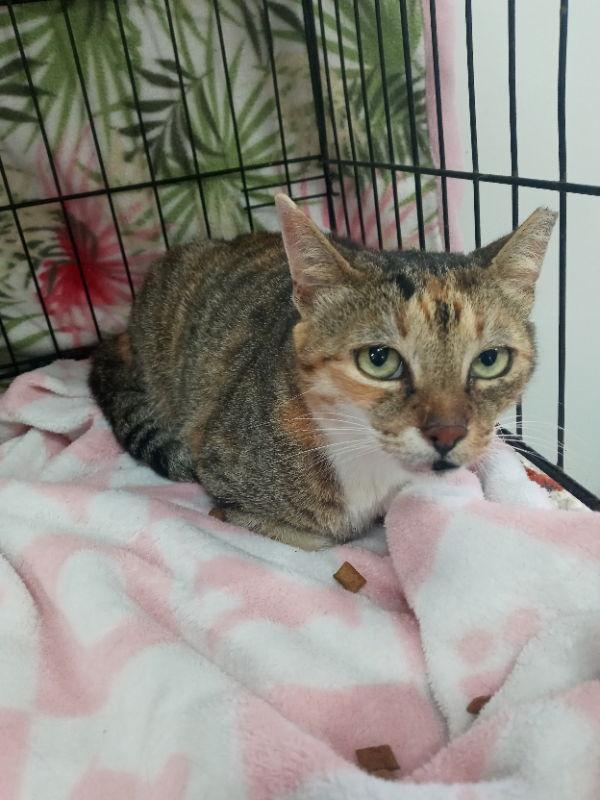 Ginger (Bahamas), Adoptable, Young Female American Shorthair.