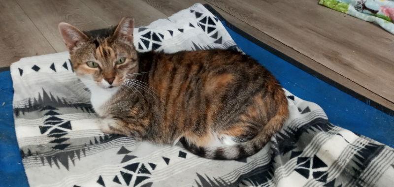 Enlarge Ginger (Bahamas), a Adoptable American Shorthair in Naples, FL image 2/2