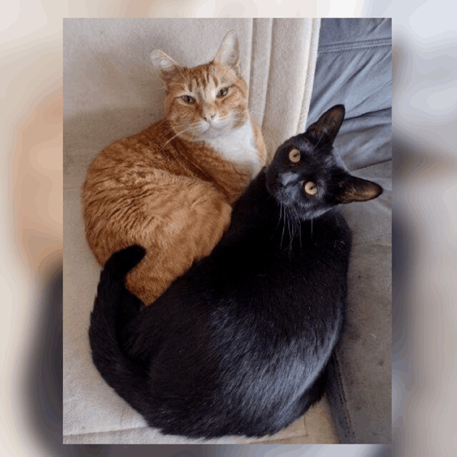 Magic, a Adoptable Domestic Short Hair in Moreno Valley, CA image 1/6