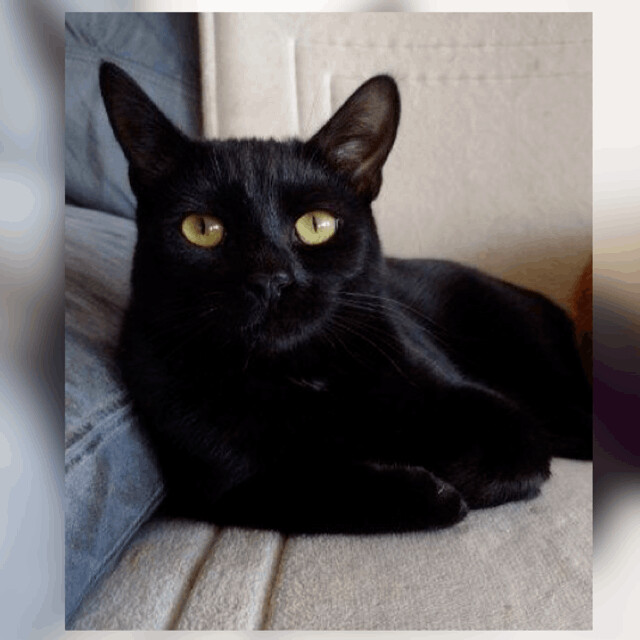 Magic, a Adoptable Domestic Short Hair in Moreno Valley, CA image 2/6