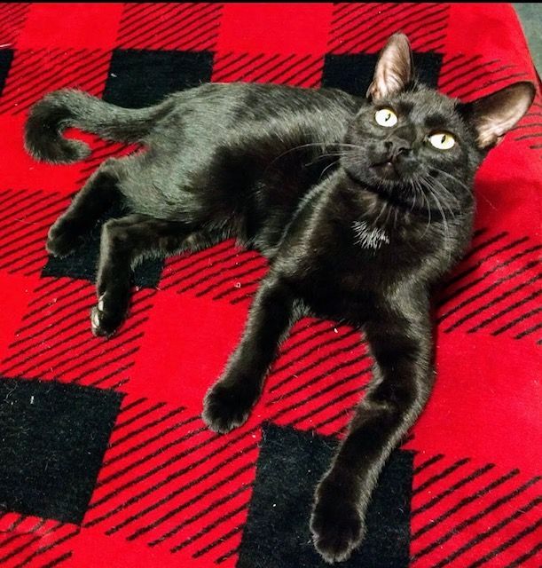 Magic, a Adoptable Domestic Short Hair in Moreno Valley, CA image 3/6