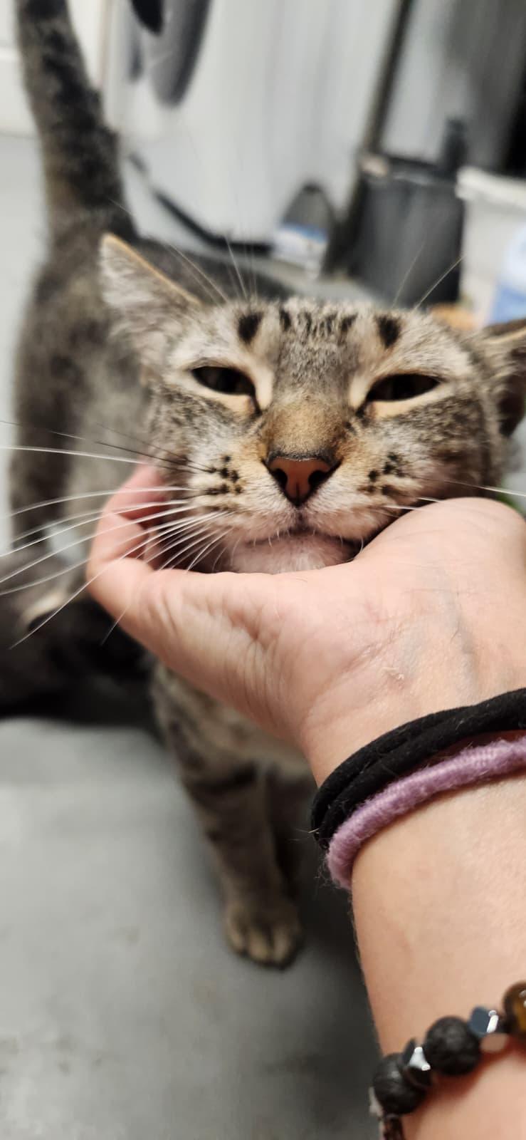 Enlarge Catherine The Great ("Catty"), a Adopted American Shorthair in Highland Park, NJ image 3/5