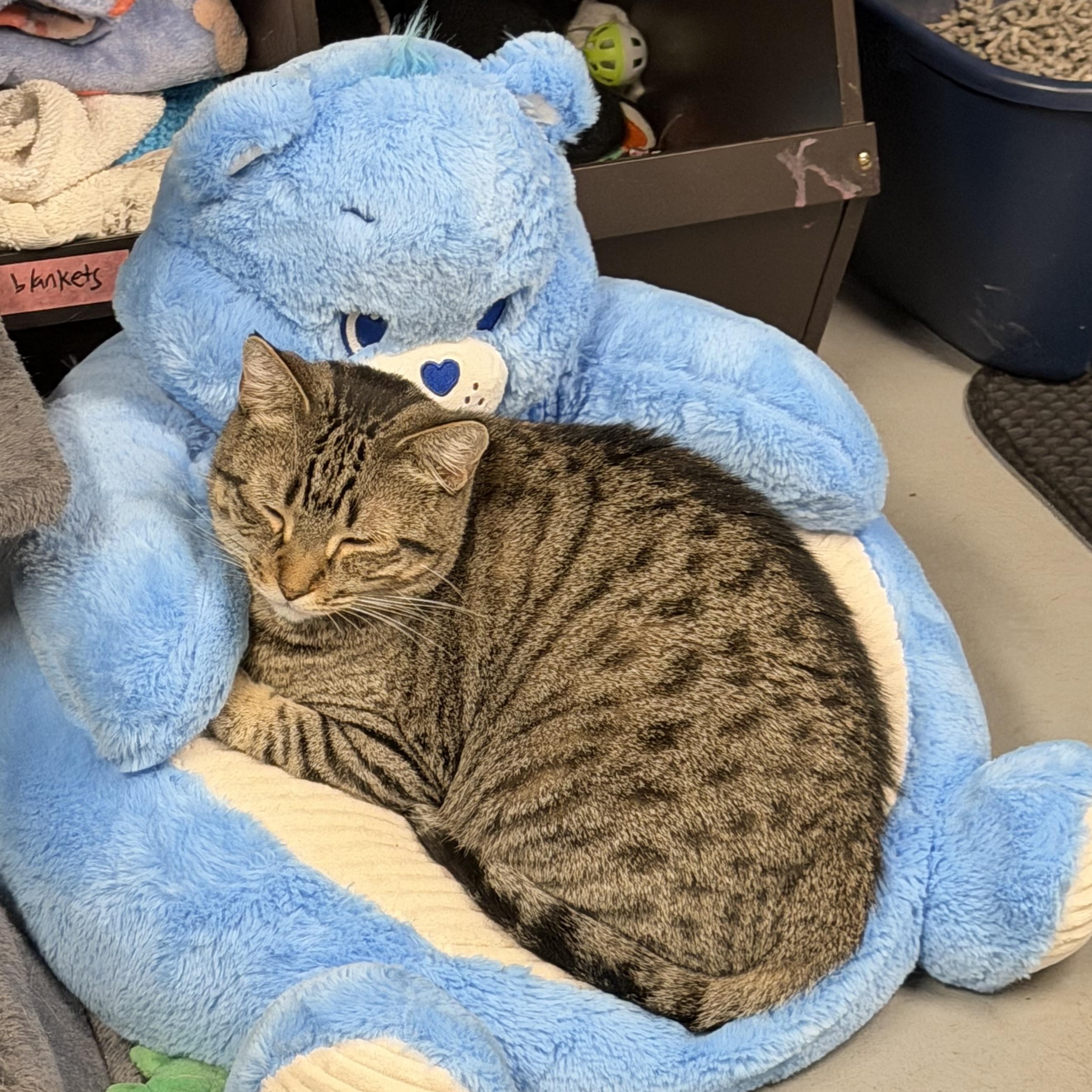 Catherine The Great ("Catty"), Adopted, Young Female American Shorthair.