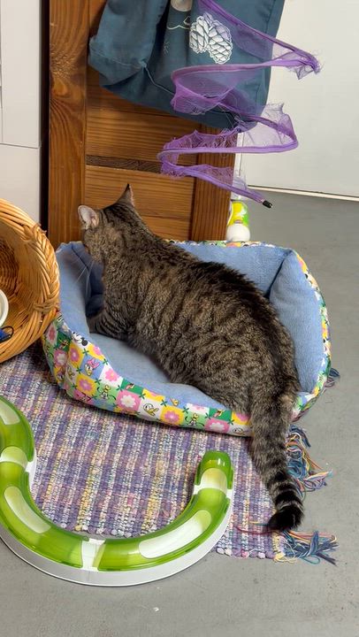 Enlarge Catherine The Great ("Catty"), a Adopted American Shorthair in Highland Park, NJ video 4/5